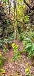 Plants: image 37 Of 208 Thumb
